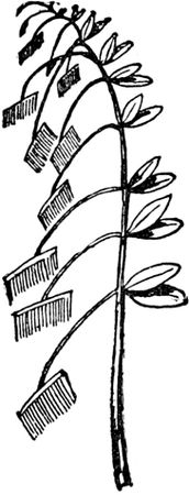 Эдвард Лир - Чистый nonsense (сборник)