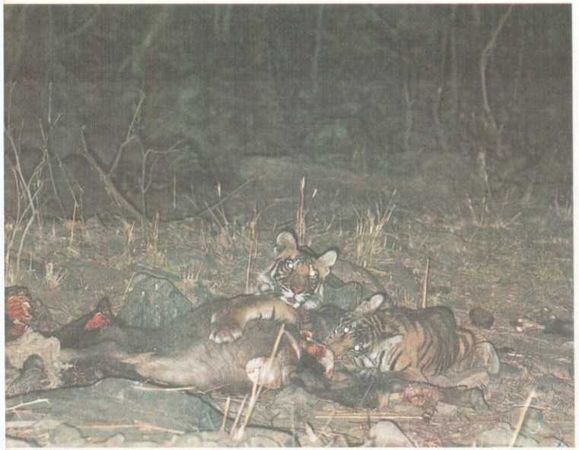 Бернгард Гржимек - От кобры до медведя гризли