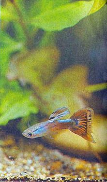 Марк Махлин, Людмила Солоницына - Аквариум в школе