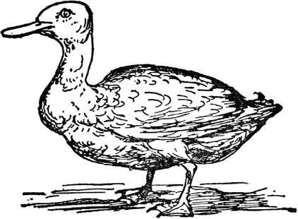 Эдвард Лир - Чистый nonsense (сборник)