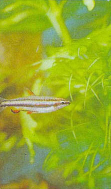 Марк Махлин, Людмила Солоницына - Аквариум в школе