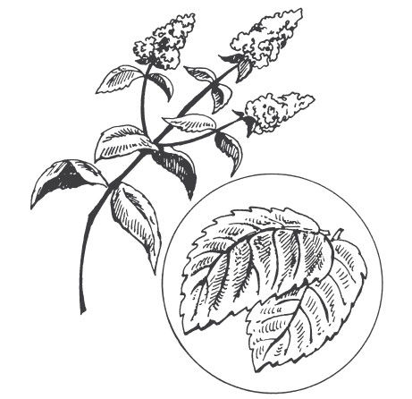 Ольга Романова - Заговоры и молитвы для привлечения денег