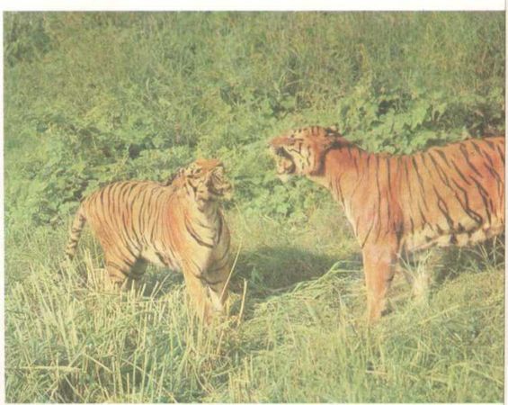 Бернгард Гржимек - От кобры до медведя гризли