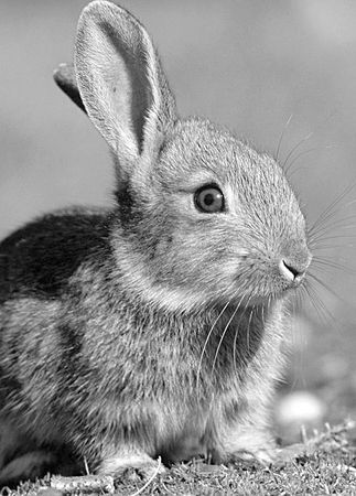 Елена Хаецкая - Дневники вампира