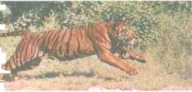 Бернгард Гржимек - От кобры до медведя гризли