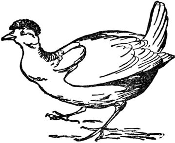 Эдвард Лир - Чистый nonsense (сборник)