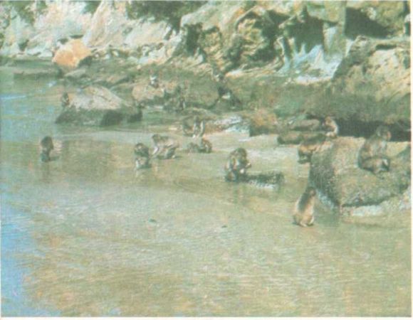 Бернгард Гржимек - От кобры до медведя гризли