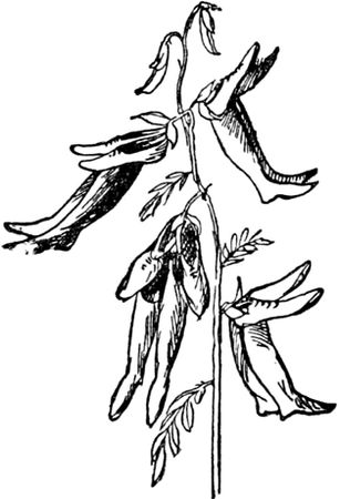 Эдвард Лир - Чистый nonsense (сборник)