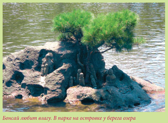 Мария Згурская - Бонсай