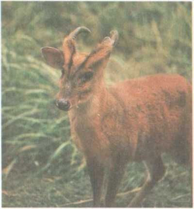 Бернгард Гржимек - От кобры до медведя гризли
