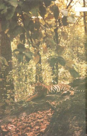 Бернгард Гржимек - От кобры до медведя гризли