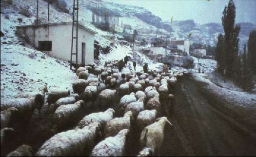 Карло Маури - Когда риск - это жизнь!