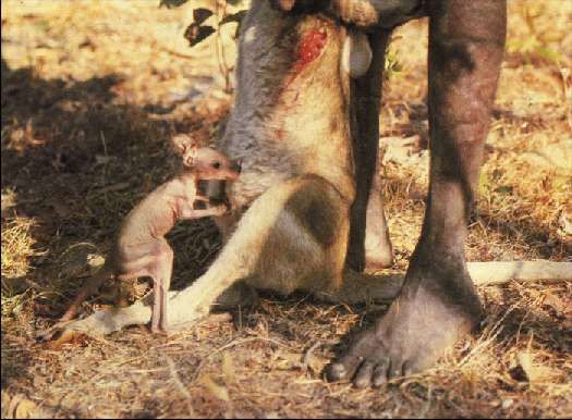 Карло Маури - Когда риск - это жизнь!