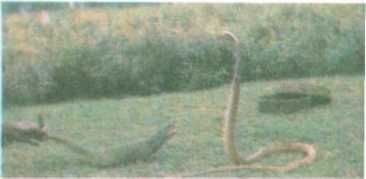 Бернгард Гржимек - От кобры до медведя гризли