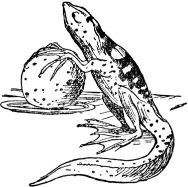 Эдвард Лир - Чистый nonsense (сборник)