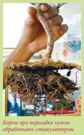 Мария Згурская - Бонсай