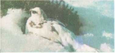 Бернгард Гржимек - От кобры до медведя гризли