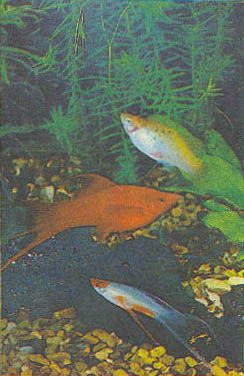 Марк Махлин, Людмила Солоницына - Аквариум в школе