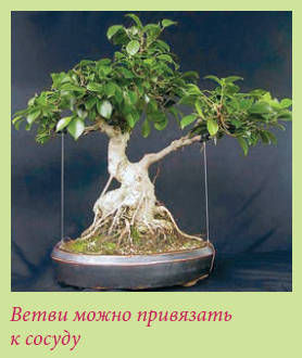 Мария Згурская - Бонсай