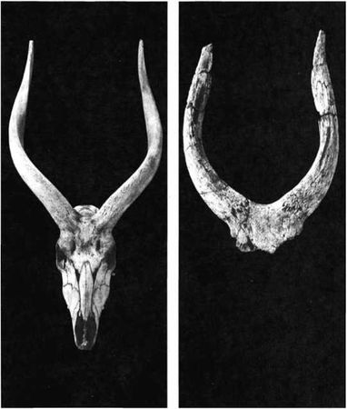 Джейкоб Броновски - Восхождение человечества