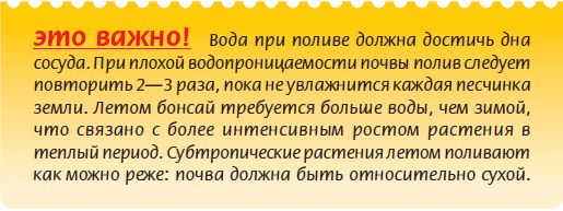 Мария Згурская - Бонсай