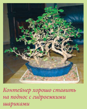 Мария Згурская - Бонсай