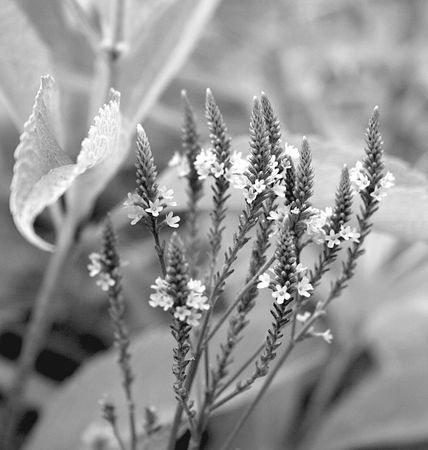 Елена Хаецкая - Дневники вампира