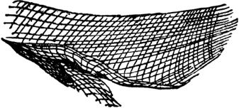 Эдвард Лир - Чистый nonsense (сборник)