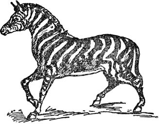 Эдвард Лир - Чистый nonsense (сборник)