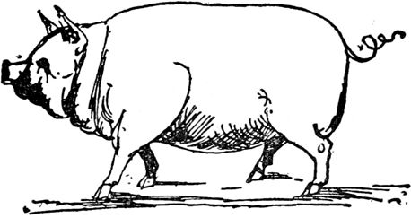 Эдвард Лир - Чистый nonsense (сборник)