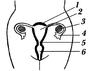 Юлия Улыбина - Любовь и ваше здоровье