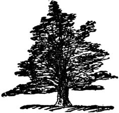 Эдвард Лир - Чистый nonsense (сборник)