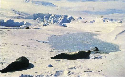 Карло Маури - Когда риск - это жизнь!