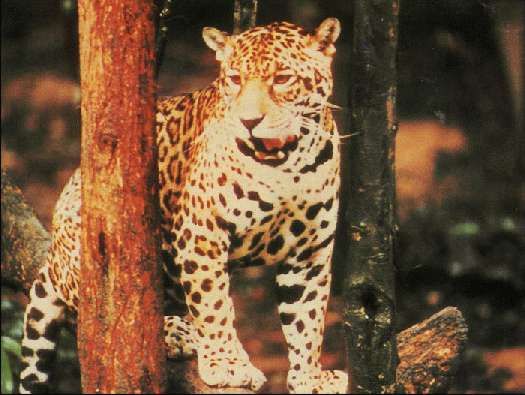 Карло Маури - Когда риск - это жизнь!