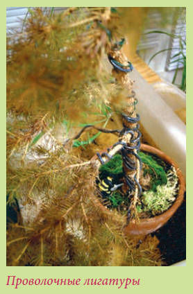 Мария Згурская - Бонсай