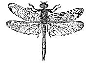 Аквариум в школе