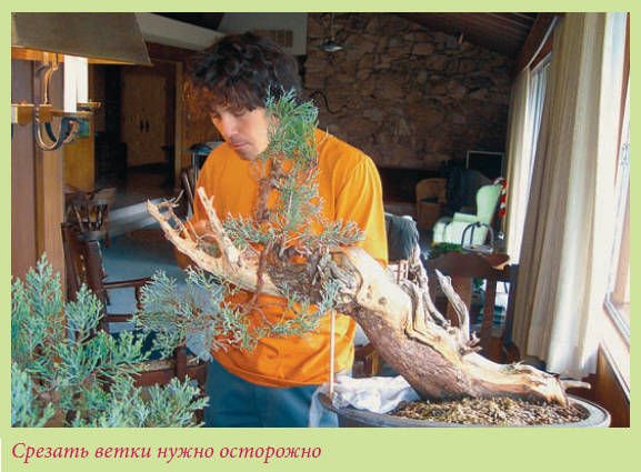 Мария Згурская - Бонсай