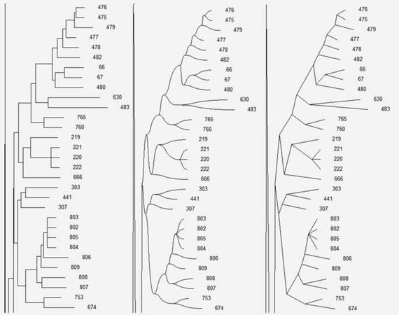 Анатолий Клёсов - Кому мешает ДНК-генеалогия?