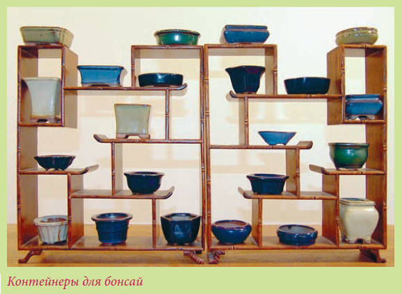 Мария Згурская - Бонсай