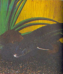 Марк Махлин, Людмила Солоницына - Аквариум в школе