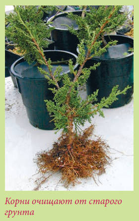 Мария Згурская - Бонсай