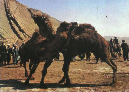 Карло Маури - Когда риск - это жизнь!