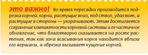 Мария Згурская - Бонсай