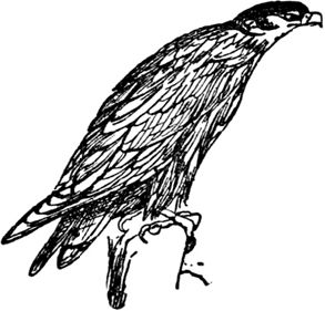 Эдвард Лир - Чистый nonsense (сборник)