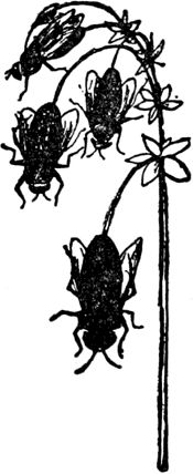 Эдвард Лир - Чистый nonsense (сборник)