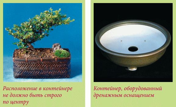 Мария Згурская - Бонсай