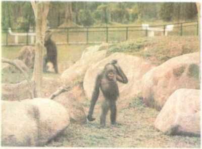 Бернгард Гржимек - От кобры до медведя гризли