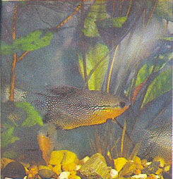 Марк Махлин, Людмила Солоницына - Аквариум в школе