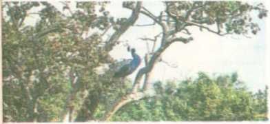 Бернгард Гржимек - От кобры до медведя гризли