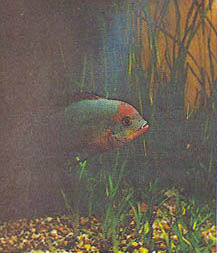 Марк Махлин, Людмила Солоницына - Аквариум в школе